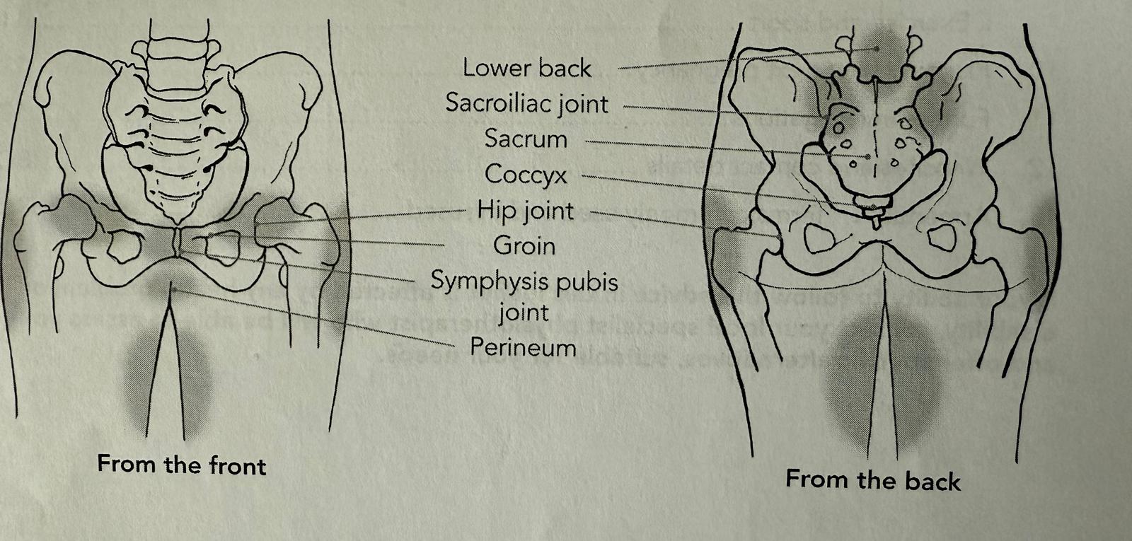 Pelvic girdle pain - front and back